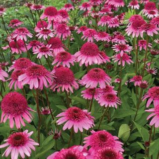 Summer Candy Coneflower Thumbnail